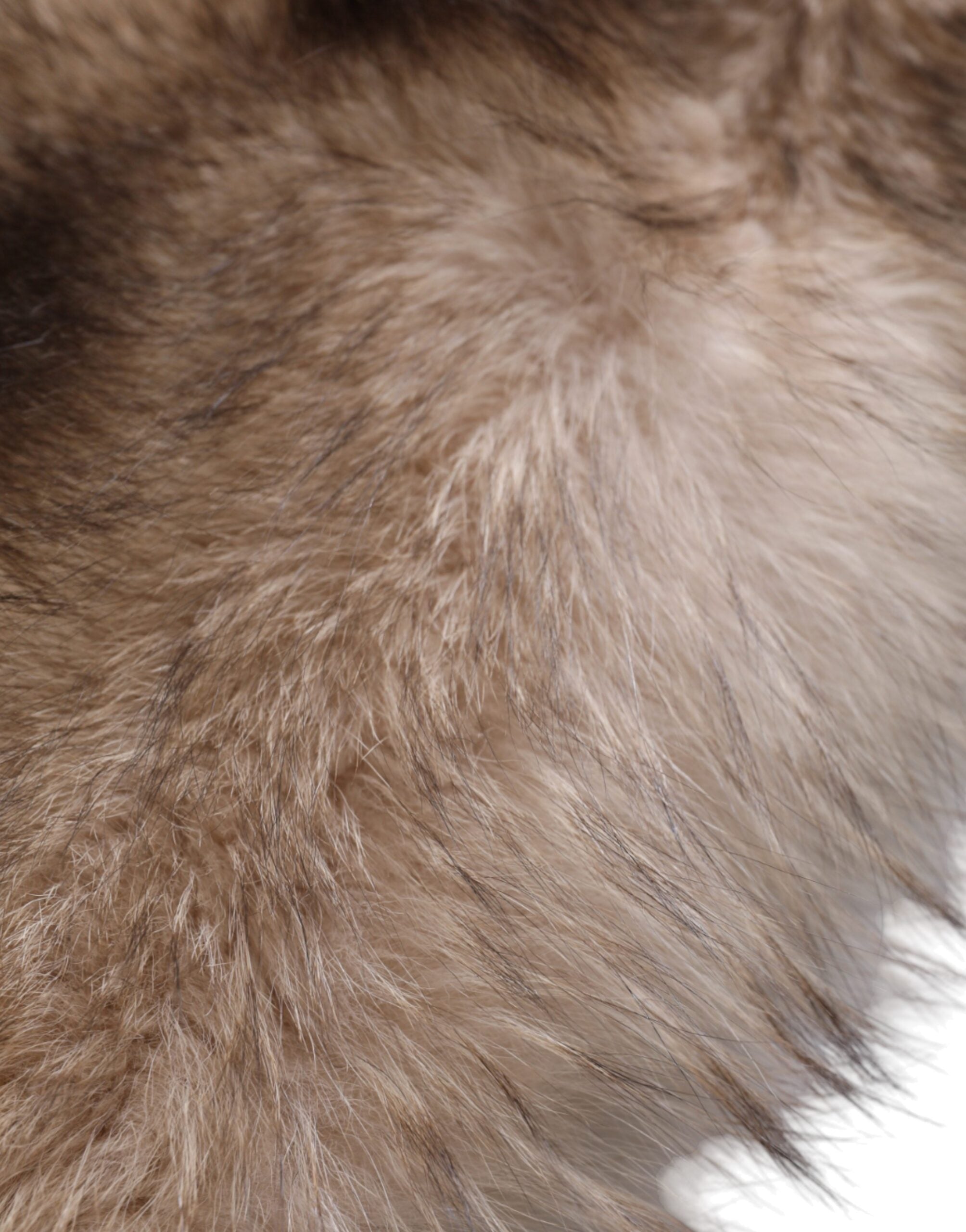Dolce & Gabbana Brauner Frostfuchs Pelz Halswärmer Winterschal
